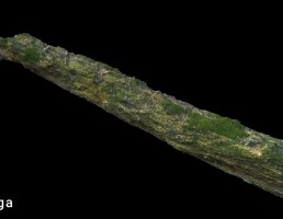 گلسنگ روی تنه درخت بریده شده