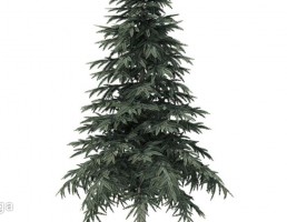 درخت کاج