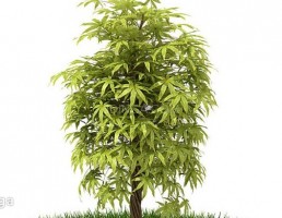 درختچه باغی بهاری