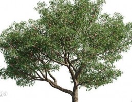 انواع درختان باغی