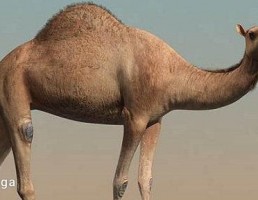 شتر