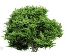 درخت کاتالپا