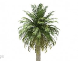 درخت نخل