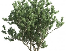 درخت