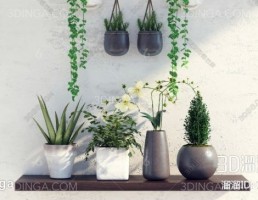 گلدان + گیاهان طبیعی و آویز