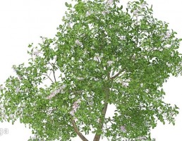 شکوفه درختان