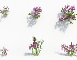 گیاه ارکیده سبز