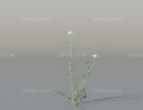 بوته گل اروپایی و آمریکای شمالی