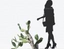 کاکتوس مناطق بیابانی