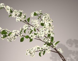 گلدان + گل یاس