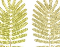 تکسچر شاخه سرخس