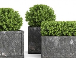 گیاهان + گلدان در فضای باز