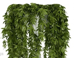 گلدان + گل آپارتمانی