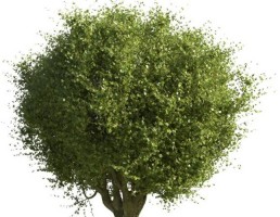 درخت