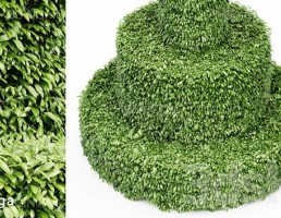 گیاهان تزئینی فضای باز