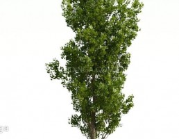 درخت صنوبر
