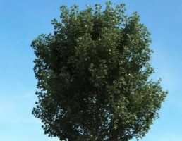 درخت بلوط