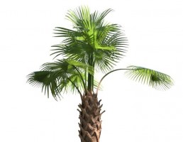 درخت کاج