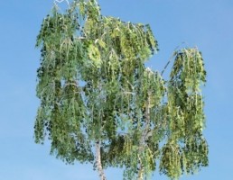 درخت Betula