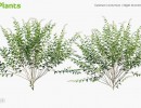 انواع درختچه های باغی