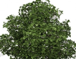 درخت بهاری