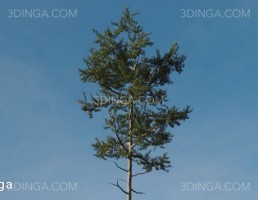 درخت کاج اسکاتلندی