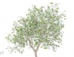 درخت زیتون