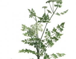 گیاه بهاری