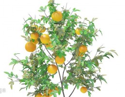 درخت پرتغال