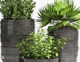 گل و گلدان فضای باز