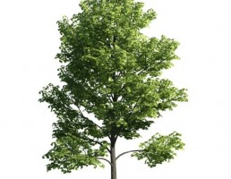 درخت