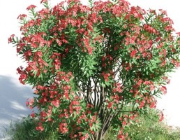 بوته Nerium oleander