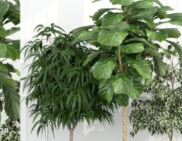 درختچه های باغی
