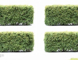 پرچین گیاهی Spiraea