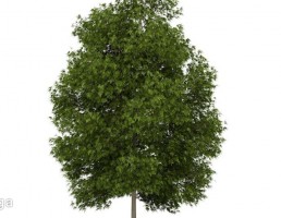 درخت کاج