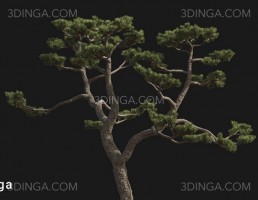 درخت Pinus thunbergii
