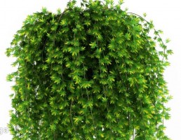 گیاهان باغی