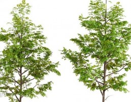 درخت سرسبز