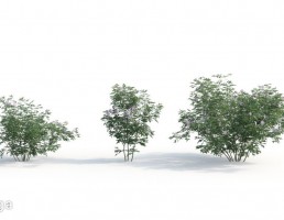 بوته گیاهان طبیعی
