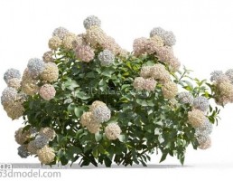 گل های باغی