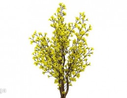 درختچه باغی بهاری