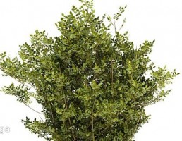 درختچه باغی بهاری