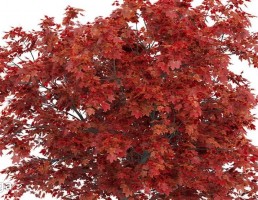 درخت افرای قرمز