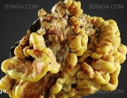 قارچ درختی