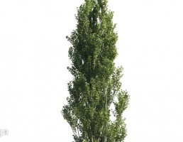 درخت کاج