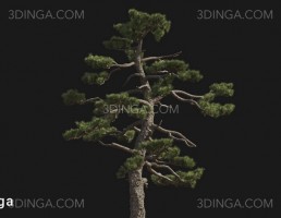 درخت Pinus thunbergii