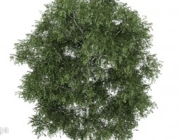 درخت بهاری