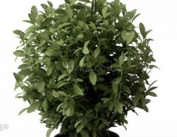 گلدان + گیاهان بونسای