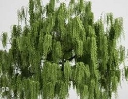 درخت بید مجنون