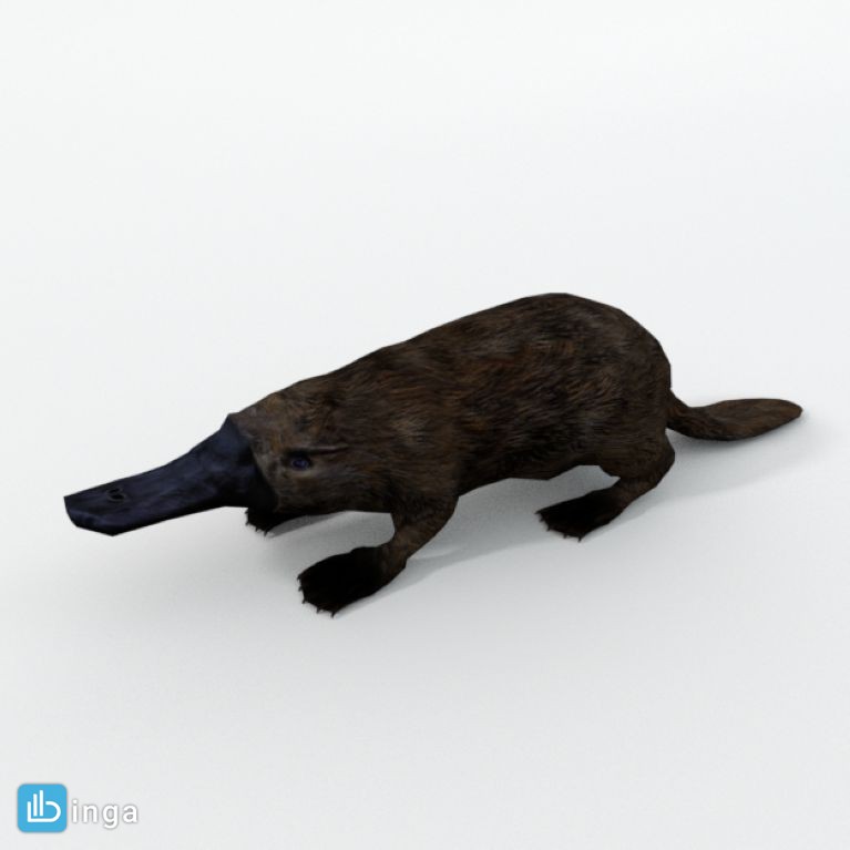platypus (پلاستیک)